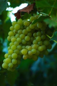 grape, berry, healthy-4451785.jpg