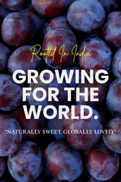 Your Trusted Partner in Premium Grape Exports. Your Trusted Partner in Premium Grape Exports.